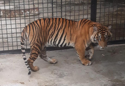 Upaya KLHK Dalam Penyelamatan Harimau Sumatera di Tengah Pandemi Corona